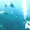 Picture taken during the dive
