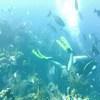 Picture taken during the dive