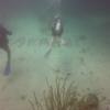 Picture taken during the dive