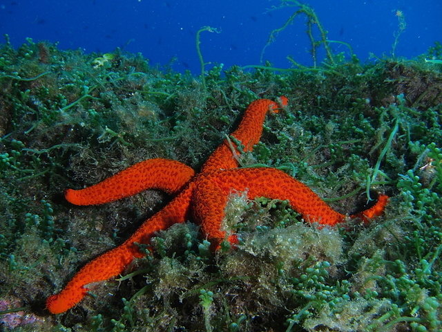 Diving in Torrevieja, Espagne - By Sergio Alonso Martin