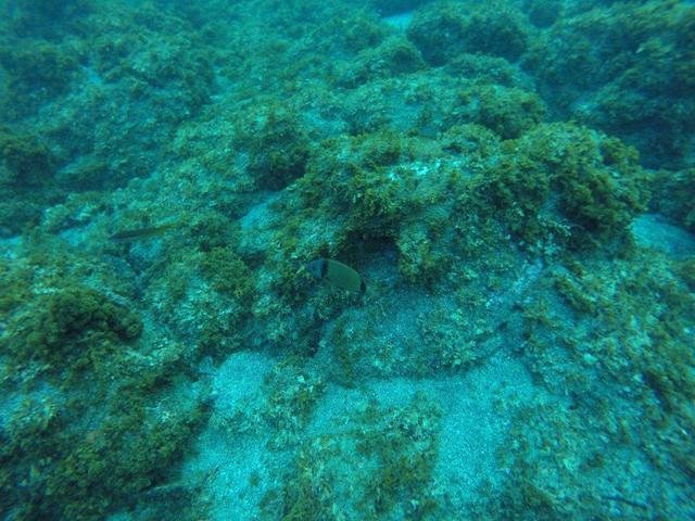 Arraia Divers - Dive Center in Portugal