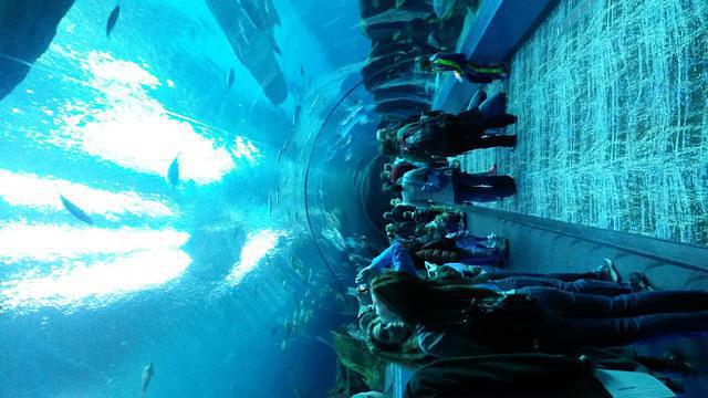 Georgia Aquarium Inc. - Dive Center in United States