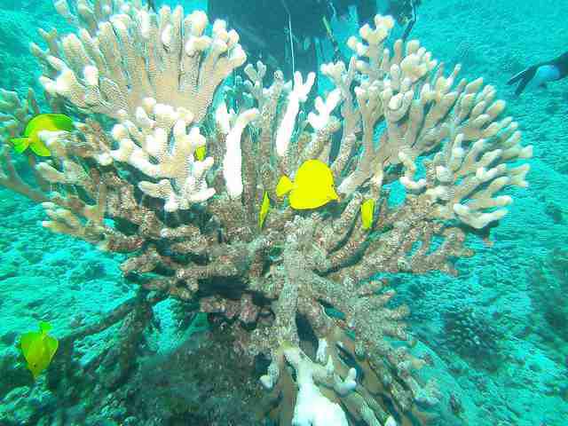 Hawaiian Rafting Adventures, Inc. - Dive Center in United States