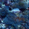 Picture taken during the dive