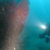 Picture taken during the dive
