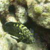 Picture taken during the dive