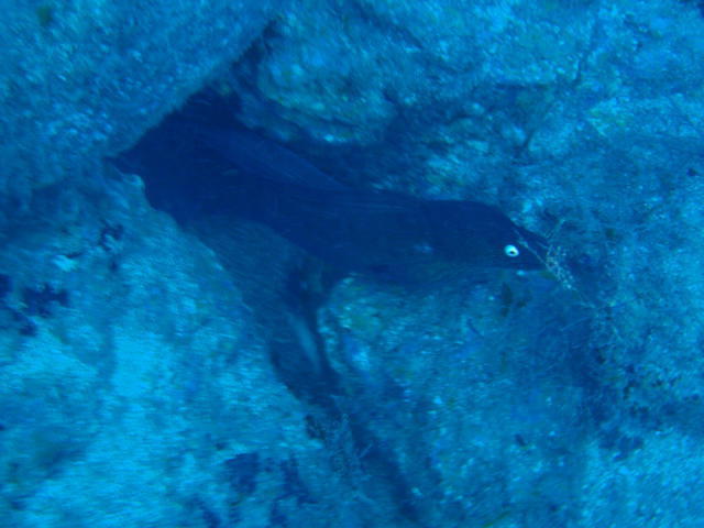 TOP DIVING - Dive Center in Spain