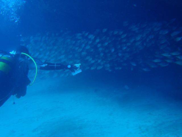 DIVE ACADEMY GRAN CANARIA - Dive Center in United States
