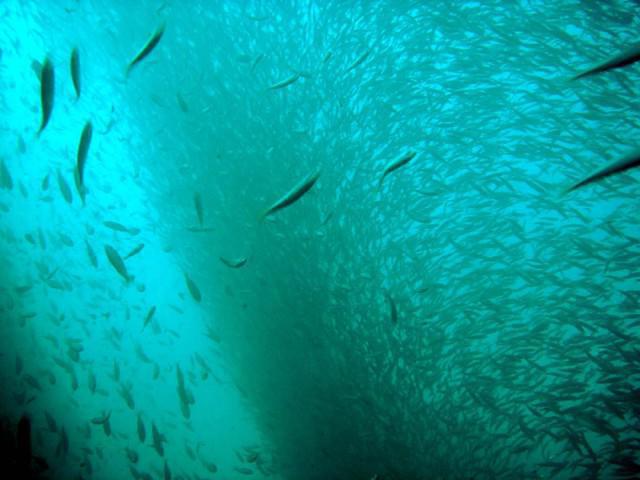 Dive Locker Of Panama City Beach - Dive Center in United States