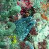 Picture taken during the dive