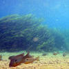 Picture taken during the dive