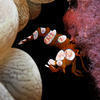 Picture taken during the dive