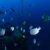 Picture taken during the dive