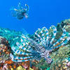 Picture taken during the dive