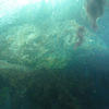 Picture taken during the dive
