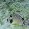Picture taken during the dive