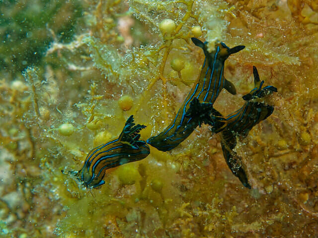 The Dive Gurus - Dive Center in Mexique