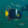 Picture taken during the dive