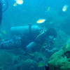 Picture taken during the dive