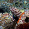 Picture taken during the dive