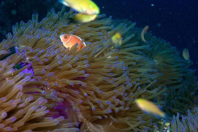 Planet Scuba (koh Samui) - Dive Center in Thailand