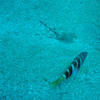 Picture taken during the dive
