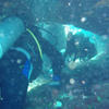 Picture taken during the dive