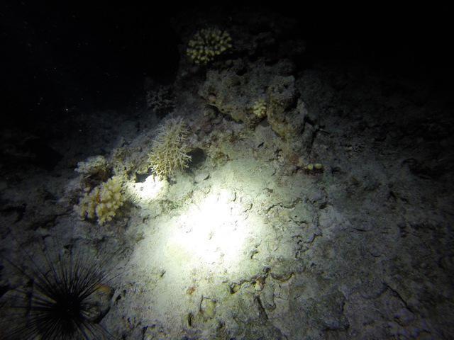 Sea Queen Fleet-M.Y. Sea Queen 1 - Dive Center in Egypt