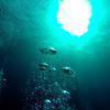 Picture taken during the dive