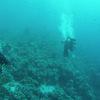 Picture taken during the dive