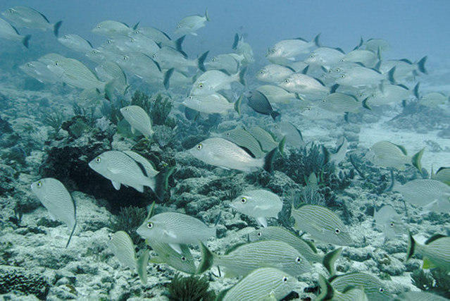 Dressel Divers Club - Dive Center
