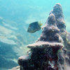 Picture taken during the dive