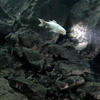 Picture taken during the dive