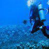 Picture taken during the dive