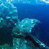 Picture taken during the dive