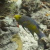 Picture taken during the dive