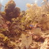 Picture taken during the dive