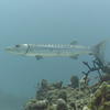 Picture taken during the dive