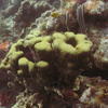 Picture taken during the dive