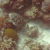 Picture taken during the dive