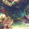 Picture taken during the dive