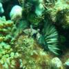 Picture taken during the dive