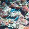 Picture taken during the dive