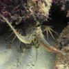 Picture taken during the dive