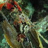 Picture taken during the dive
