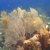 Picture taken during the dive