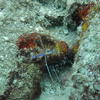 Picture taken during the dive