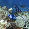 Picture taken during the dive