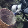 Picture taken during the dive