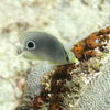 Picture taken during the dive